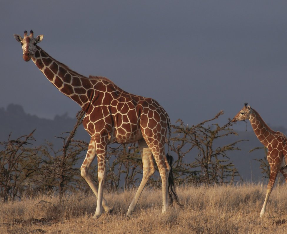 Giraffen Giraffen